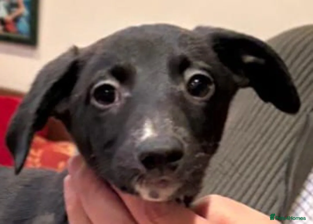 Mixed Breed dogs for sale: Bedlington whippet lurcher  in Richmond - Advert 4