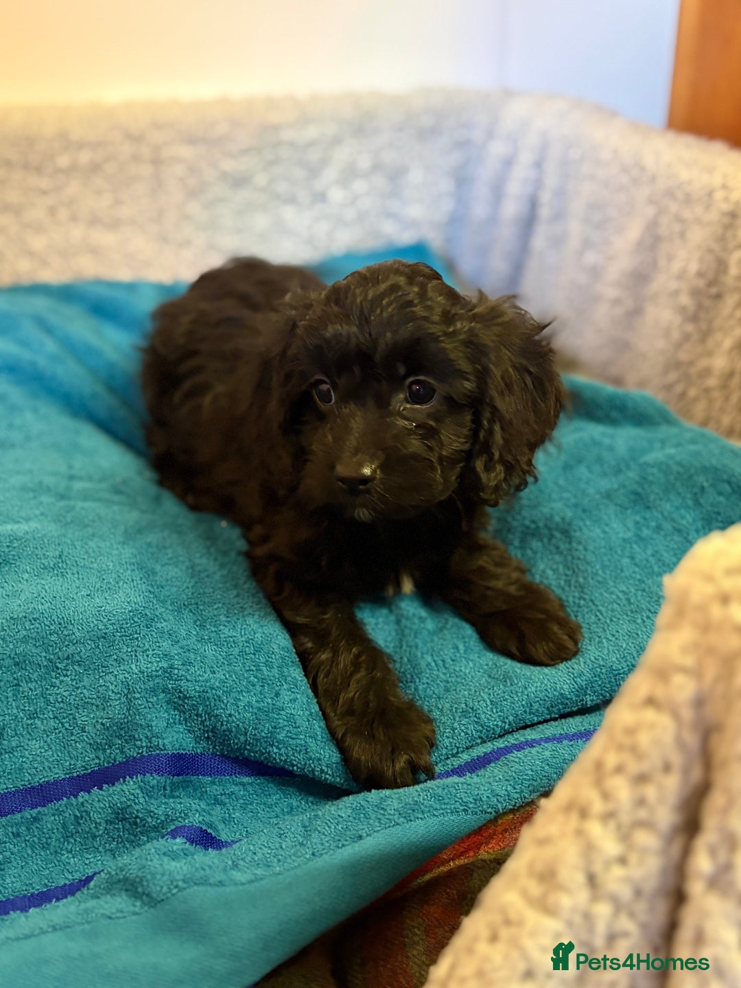 Cavapoo dogs for sale: F1 cavapoo  - Advert 17