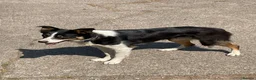 Border Collie dogs for sale: Holly  in Penrith - Advert 4