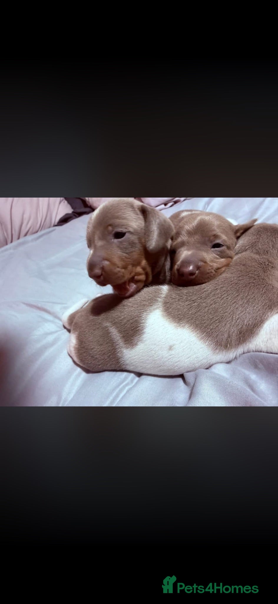 Miniature Dachshund dogs Beautiful miniature daxie babies - Advert 1
