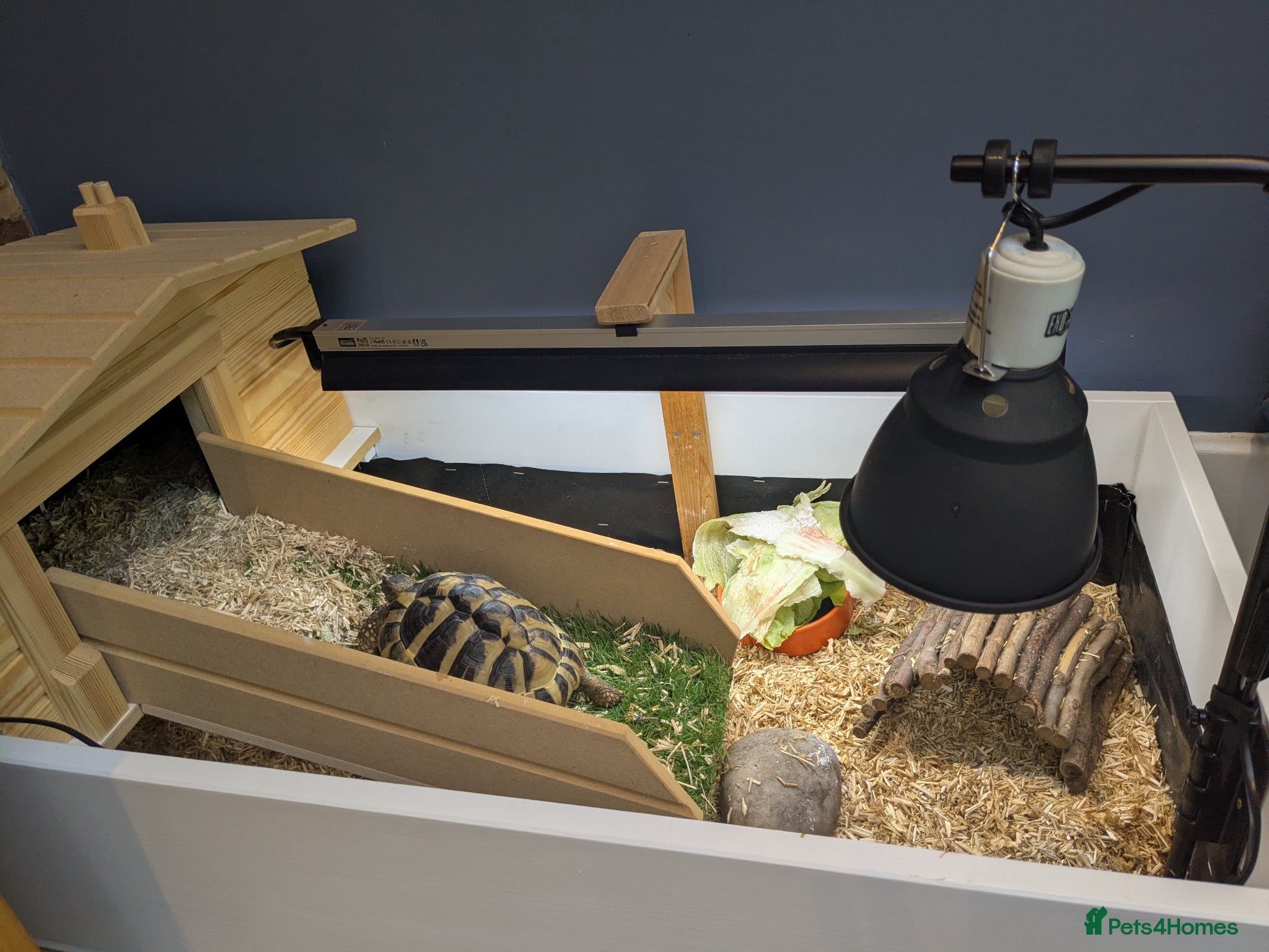 Hermann Tortoise reptiles Hermann tortoise 6 years old - fully certified - Advert 10