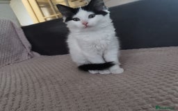Ragdoll cats for sale: 5 ADORABLE RAGDOLL X KITTENS FOR SALE - Image 24