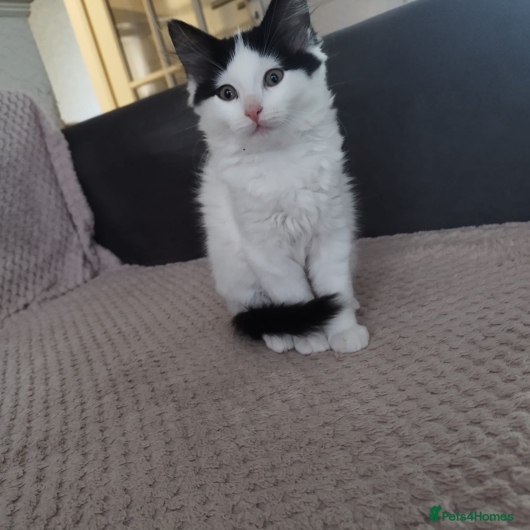 Ragdoll cats for sale: 5 ADORABLE RAGDOLL X KITTENS FOR SALE - Image 24