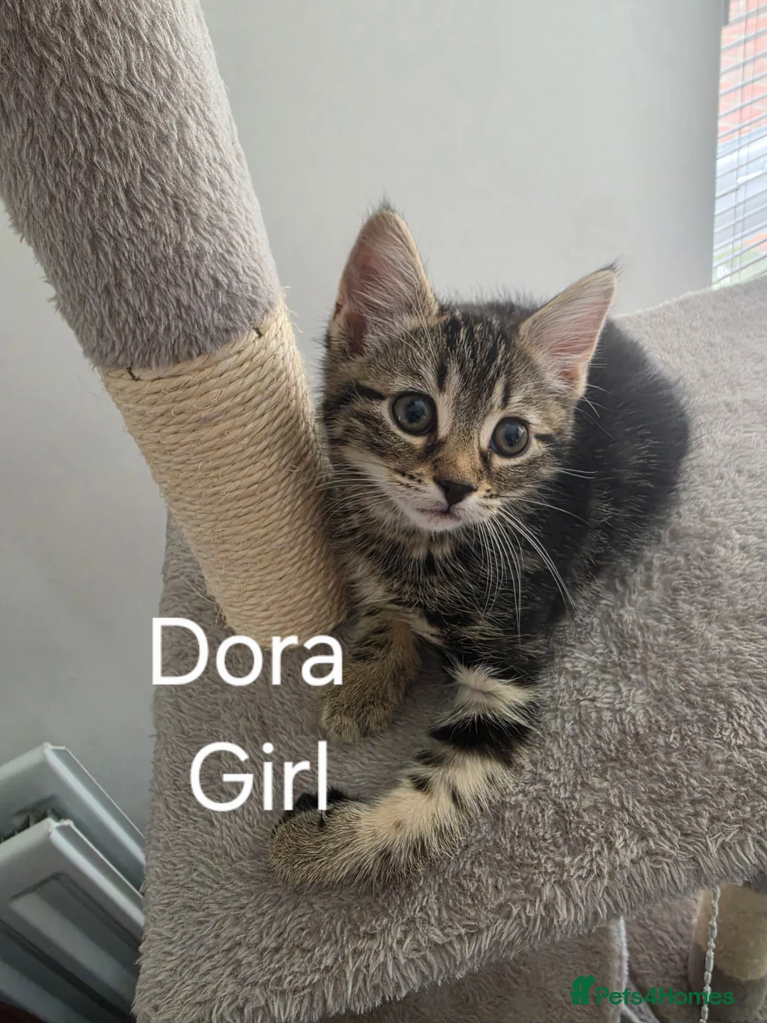 Mixed Breed cats for sale: Kittens for Sale  in Middlesbrough - Advert 2