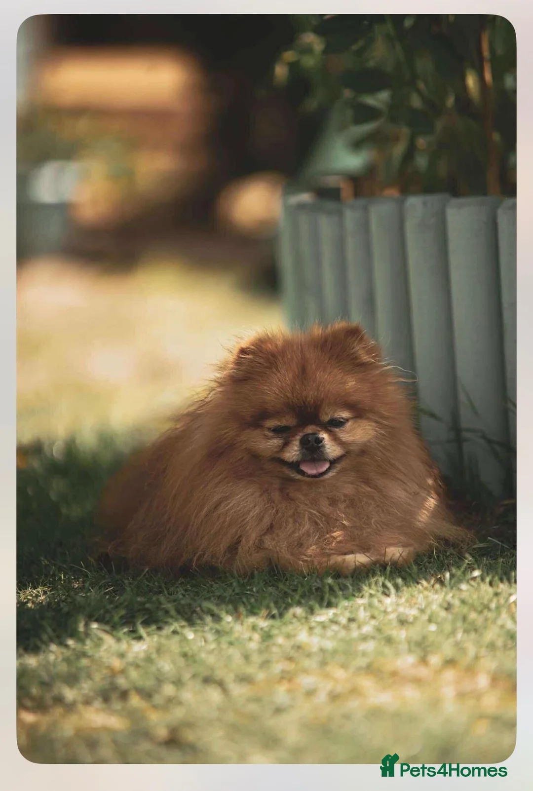 Pomeranian dogs for sale: Beautiful KC registered Teddy Bear Pom boy in Berkeley - Advert 7