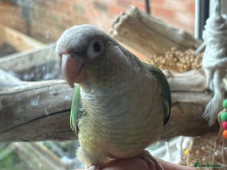 Conures birds Very tame Opaline turquoise conure - Advert 2