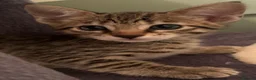 Savannah cats for sale: Beautiful SBT female - Advert 1