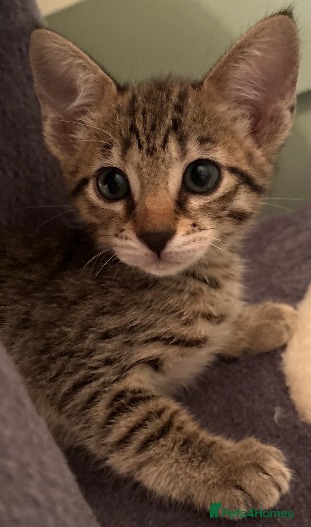 Savannah cats for sale: Beautiful SBT female - Advert 1