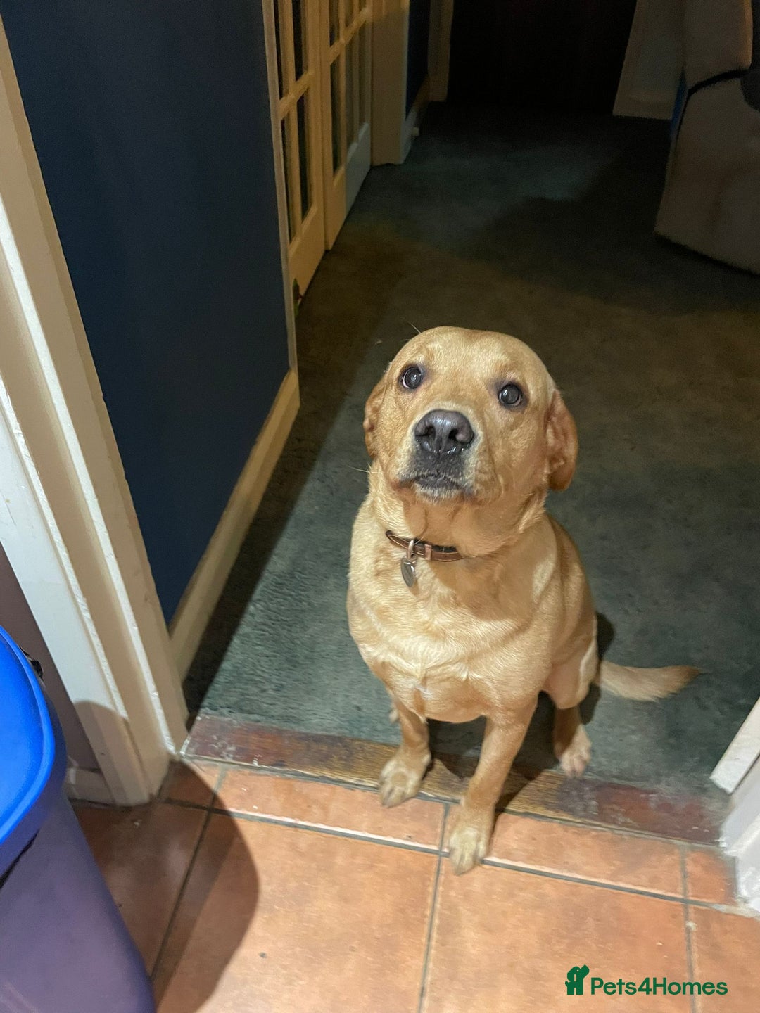 Labrador Retriever dogs for sale: Friendly Labrador needs loving home  - Advert 8