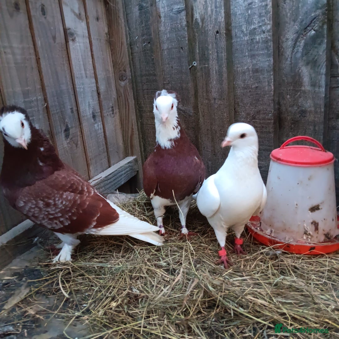 Pigeons birds for sale: Pigeons - Advert 7