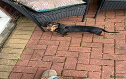 Dachshund dogs for sale: Dachshund - Image 2