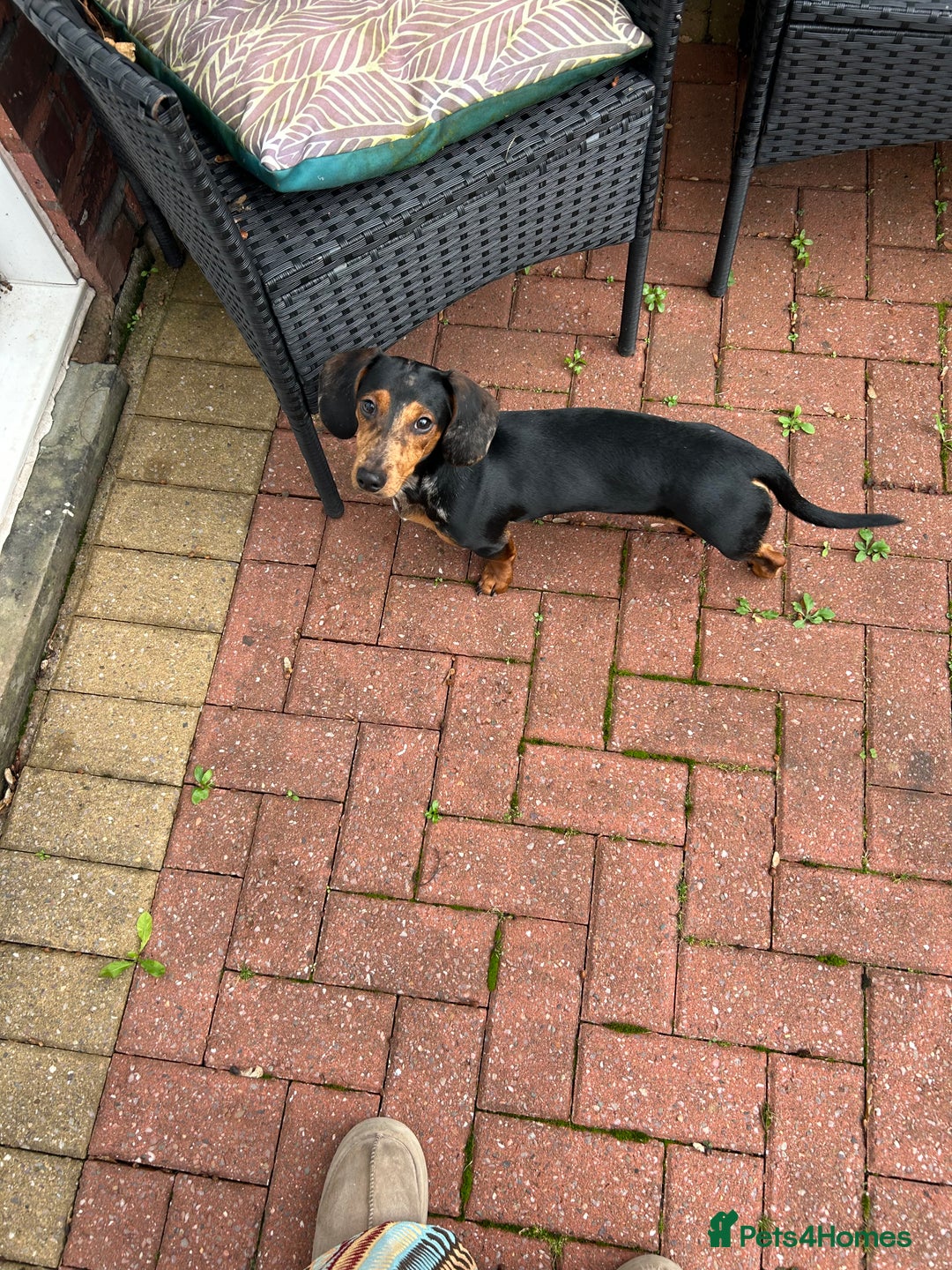 Dachshund dogs for sale: Dachshund - Image 2