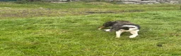 Border Collie dogs for sale: Fflei 2 year old bitch - Advert 4