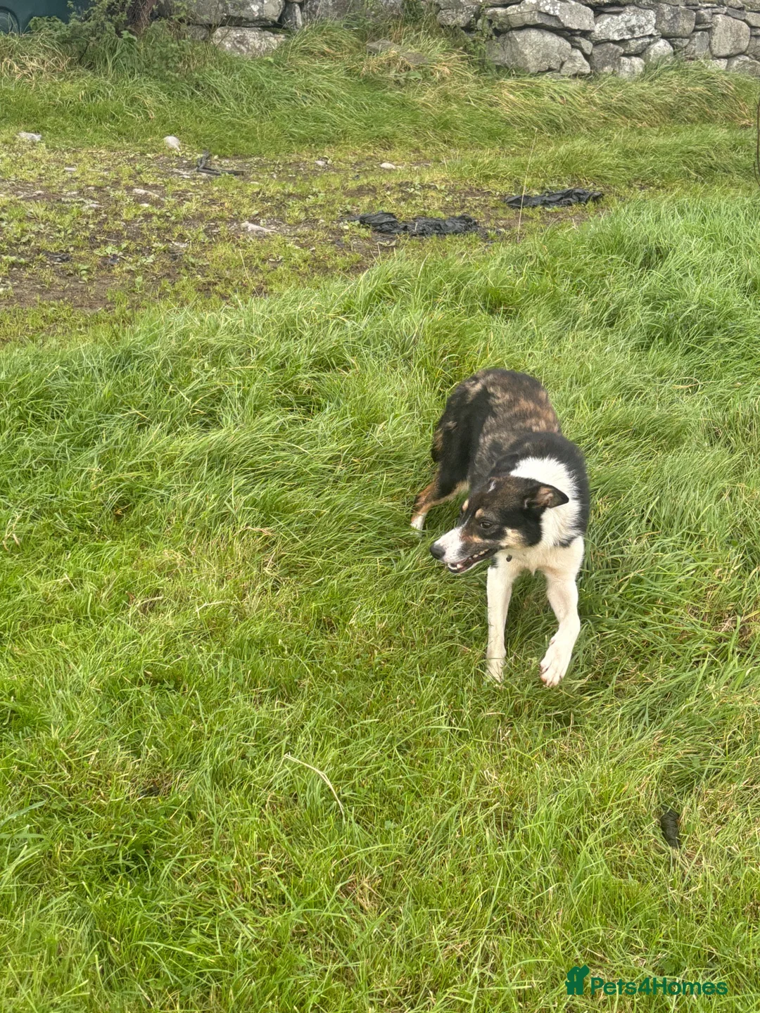 Border Collie dogs for sale: Fflei 2 year old bitch - Advert 4