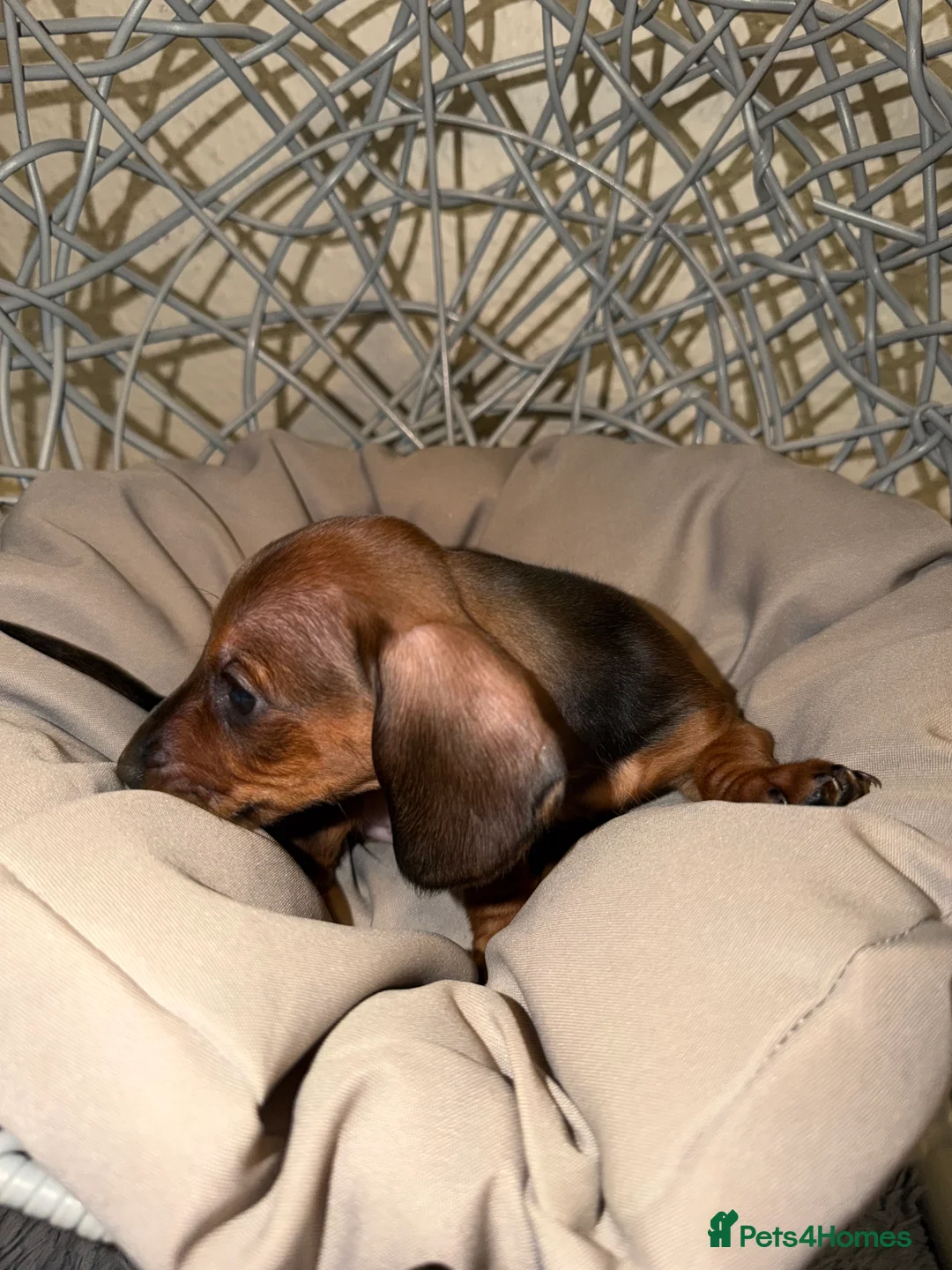 Dachshund dogs for sale: Miniature Dachshund Puppies Available 🐾 - Advert 10