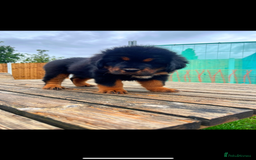 Tibetan Mastiff dogs for sale: 6 Tibetan Mastiff Puppies - Image 17