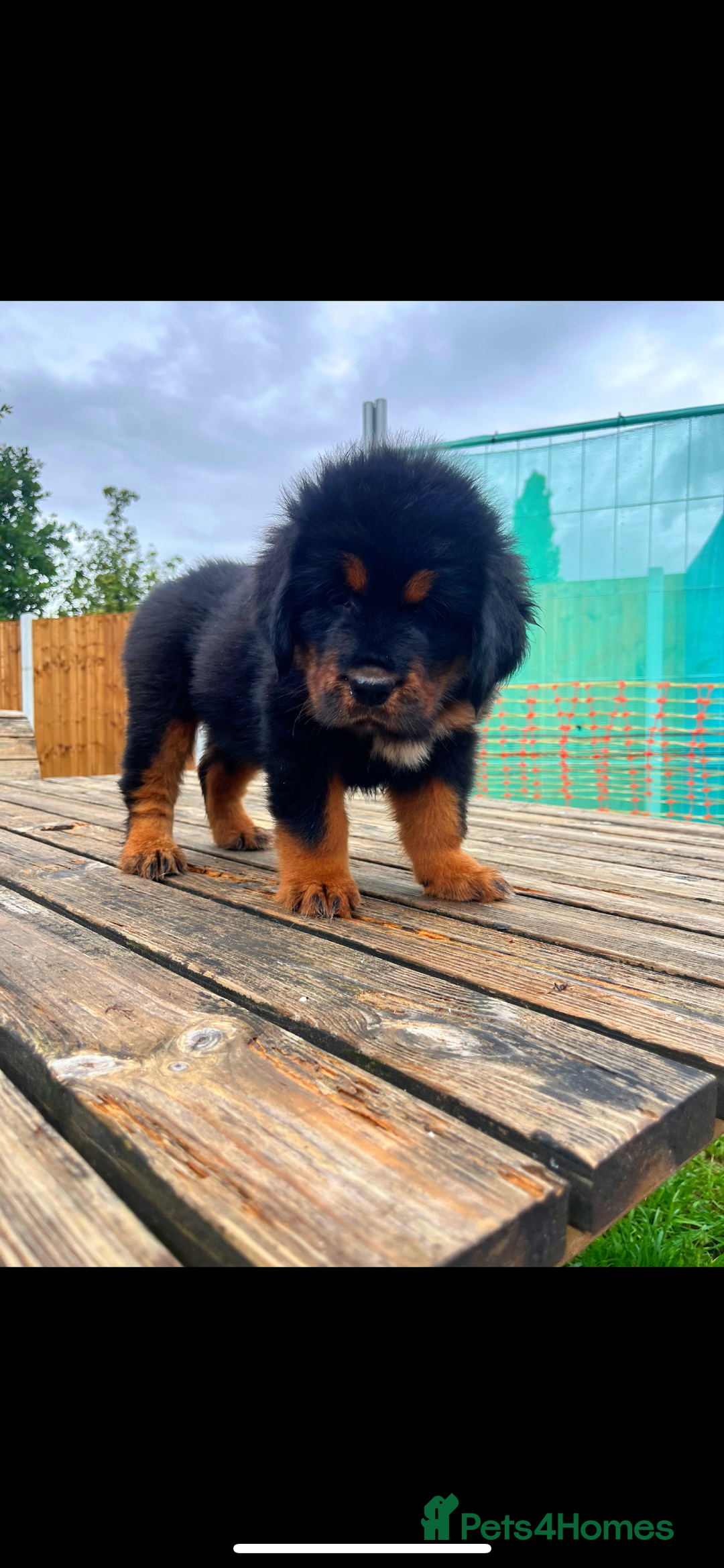 Tibetan Mastiff dogs for sale: 6 Tibetan Mastiff Puppies - Image 17