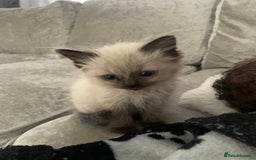 Ragdoll cats for sale: Female Ragdoll kitten  - Image 1