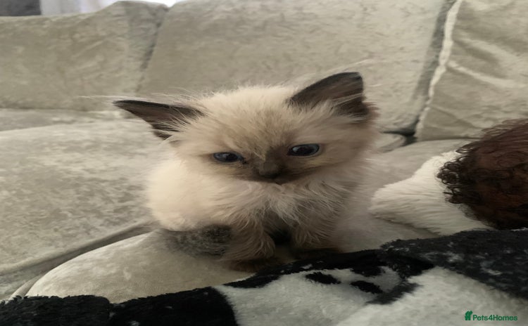Ragdoll cats - Advert 1