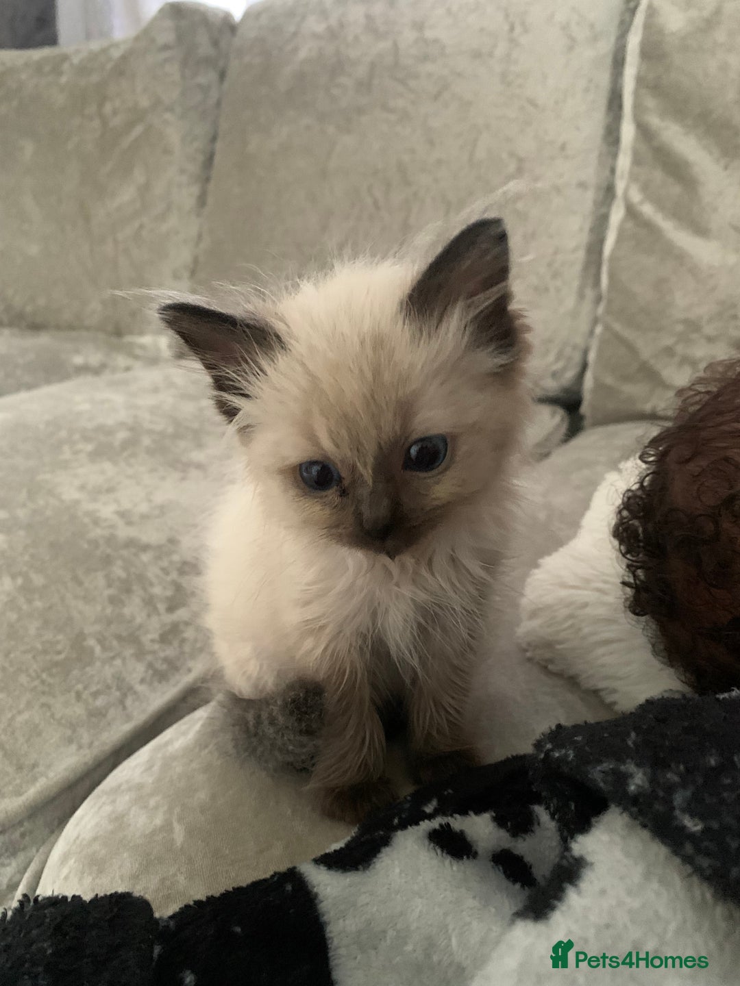Ragdoll cats for sale: Female Ragdoll kitten  - Image 1