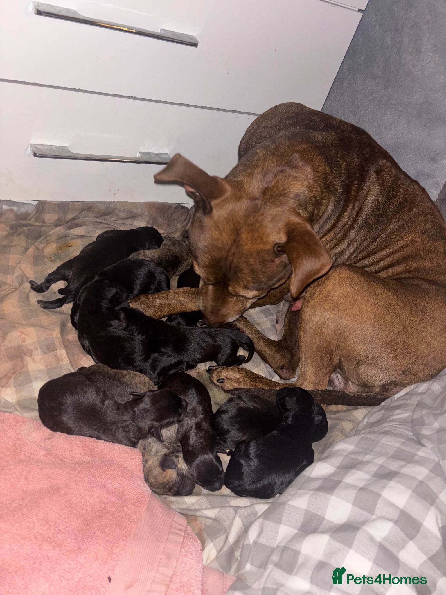 Mixed Breed dogs Patterstaff x Kerry blue terrier pups  - Advert 1