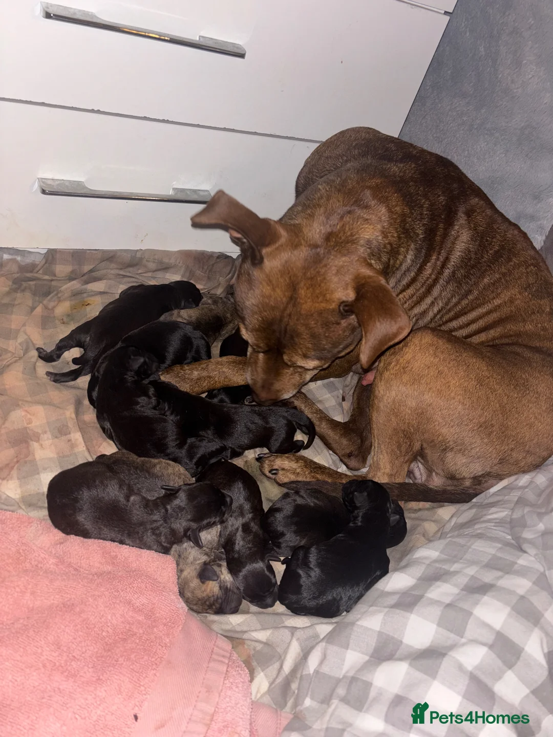 Mixed Breed dogs for sale: Patterstaff x Kerry blue terrier pups  - Advert 1