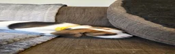 Beagle dogs for sale: Beautiful Beagle Puppies  in Coventry - Advert 17
