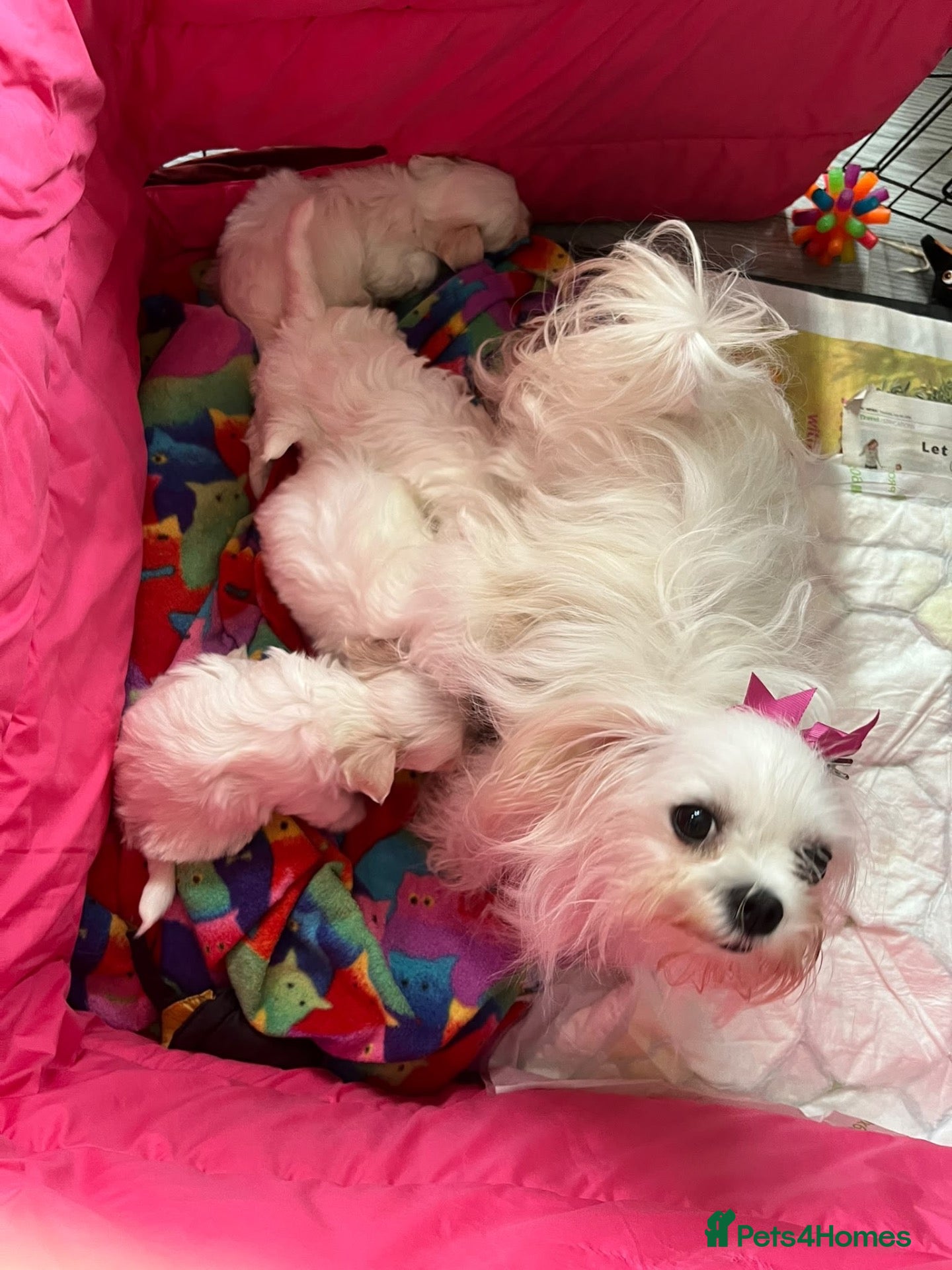Maltese dogs Gorgeous Maltese Puppies  - Advert 2