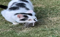 Mixed Breed cats for sale: Male  Cat - Image 9