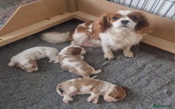 Cavalier King Charles Spaniel dogs for sale: 3 Stunning Cavalier King Charles Pups *DNA CLEAR* - Image 4