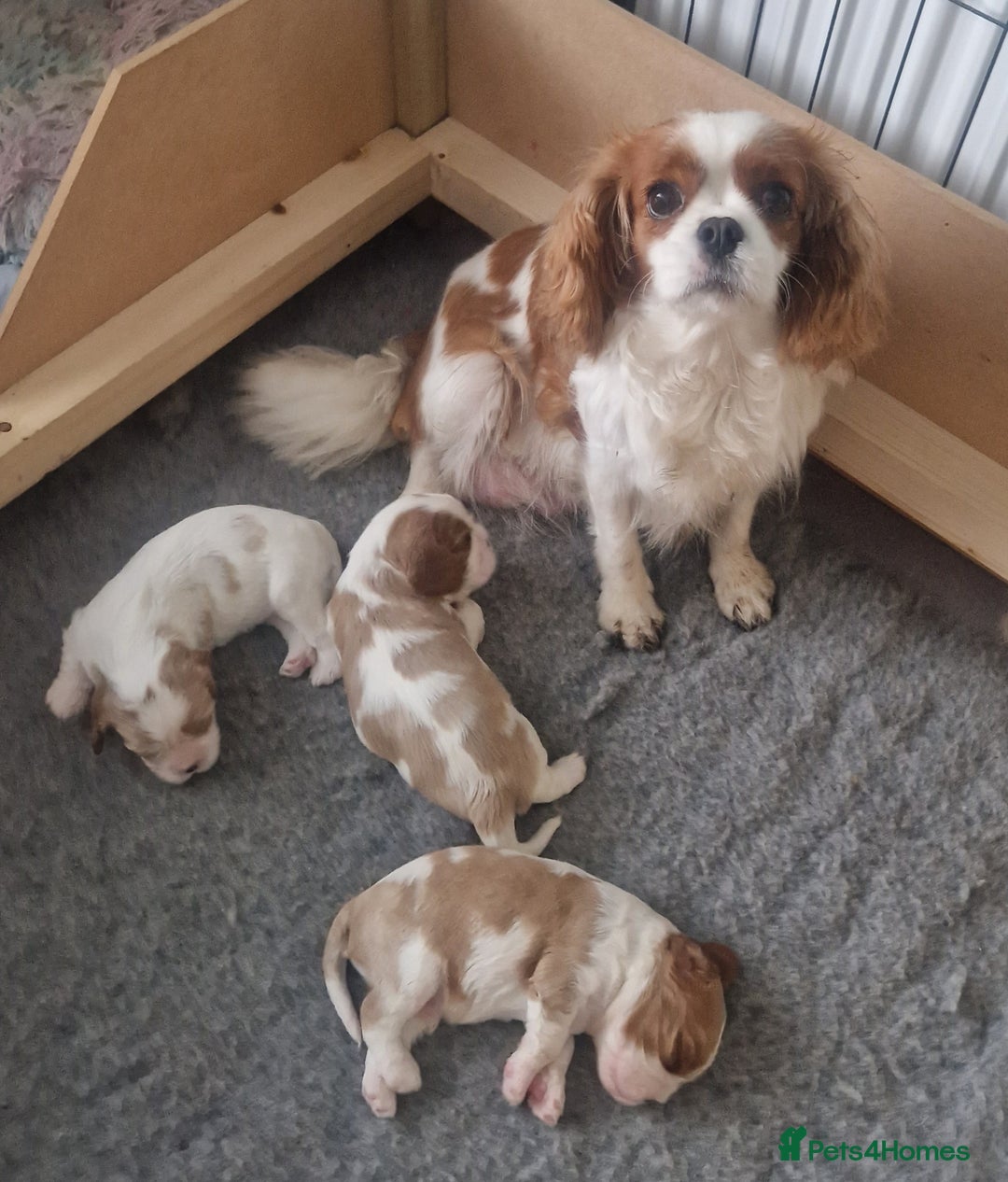 Cavalier King Charles Spaniel dogs for sale: 3 Stunning Cavalier King Charles Pups *DNA CLEAR* - Image 4
