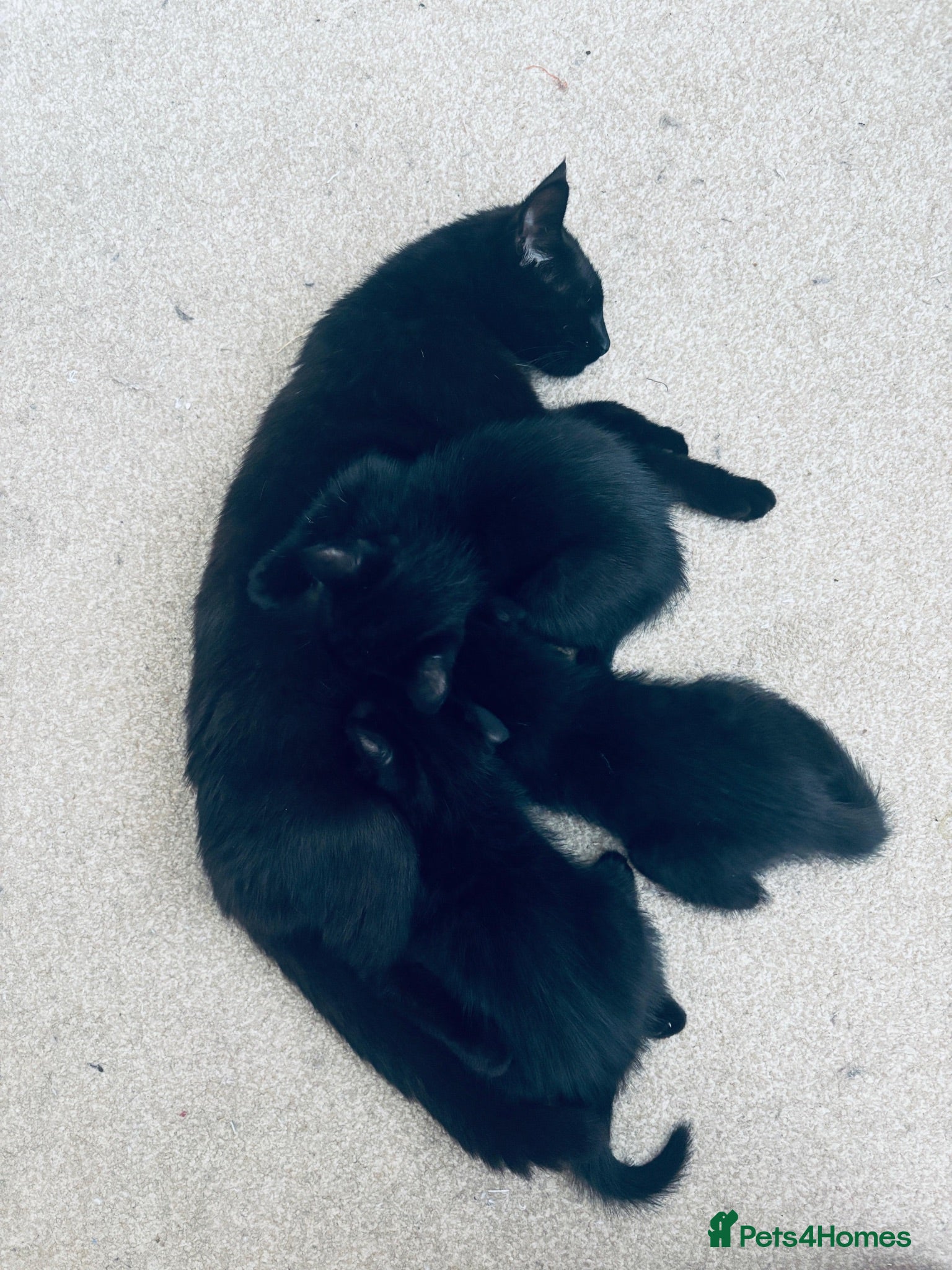 Mixed Breed cats Black kittens - Advert 2