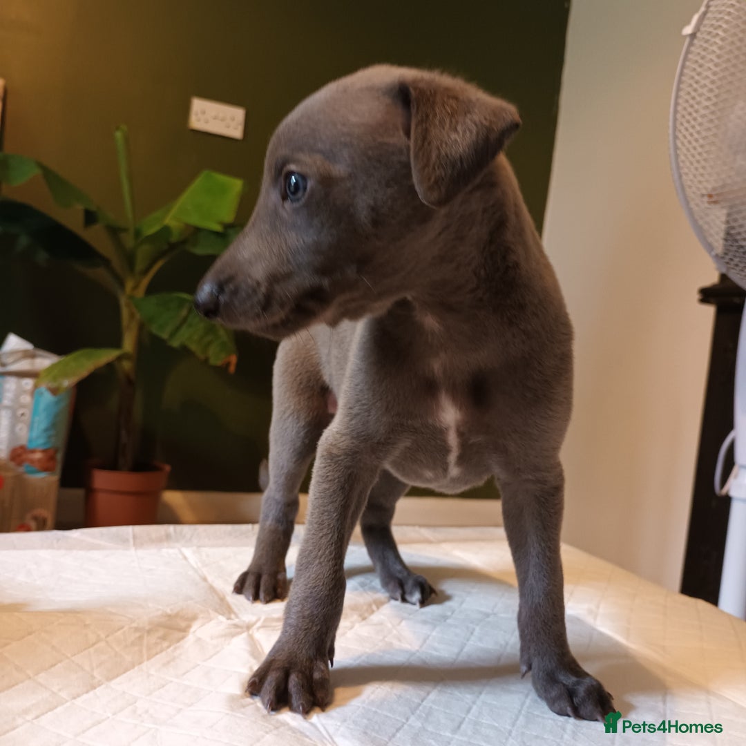 Whippet dogs for sale: 2 whippet pups left ( 1 bitch & 1 boy) - Image 19