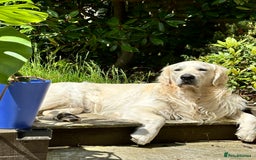 Golden Retriever dogs for stud: KC English Cream Golden Retriever Stud - Image 14