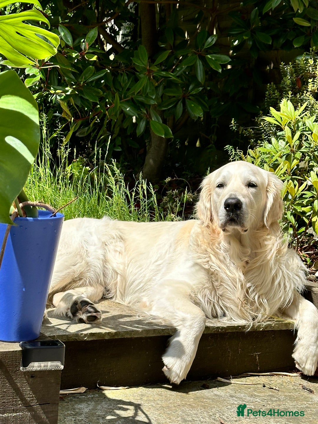 Golden Retriever dogs for stud: KC English Cream Golden Retriever Stud - Image 14