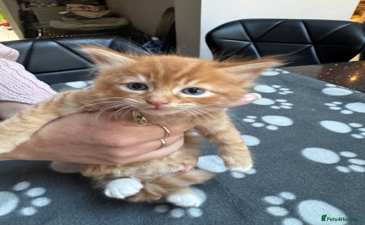 Mixed Breed cats - Advert 16