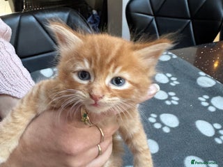 Mixed Breed cats - Advert 24