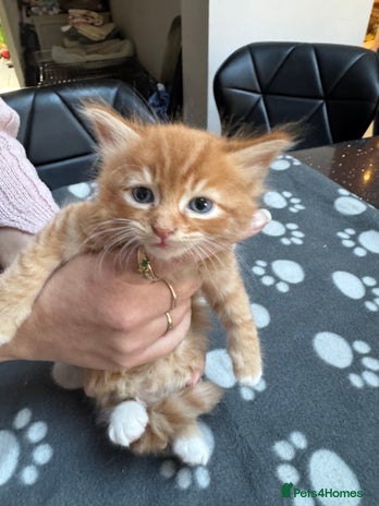 Mixed Breed cats - Advert 5