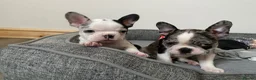 Mixed Breed dogs for sale: Frenchton’s . Boston X frenchie. - Advert 14