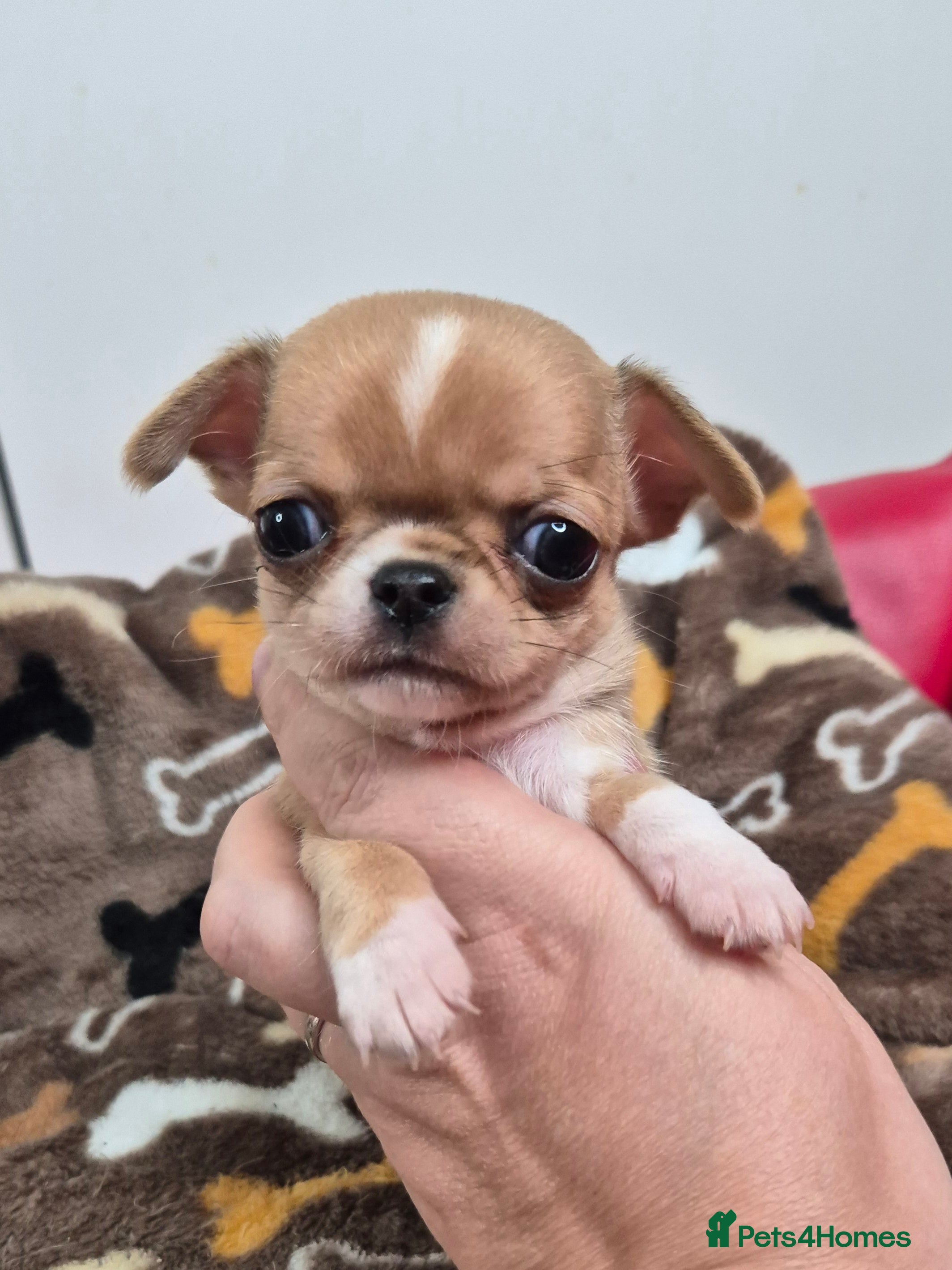 Chihuahua dogs KC registered Chihuahua puppies  - Advert 7