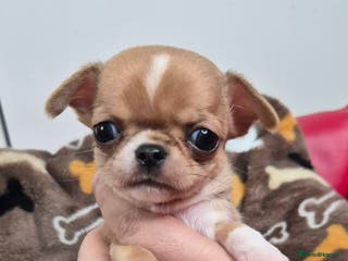 Chihuahua dogs KC registered Chihuahua puppies - Advert 7