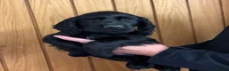 Cocker Spaniel dogs for sale: Cocker spaniel puppy’s  - Advert 18
