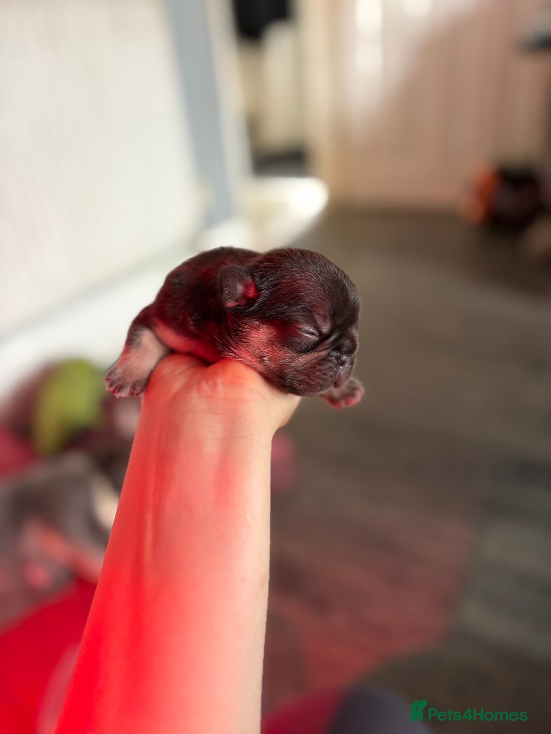 French Bulldog dogs for sale: Chunky French bulldog puppies  - Image 30