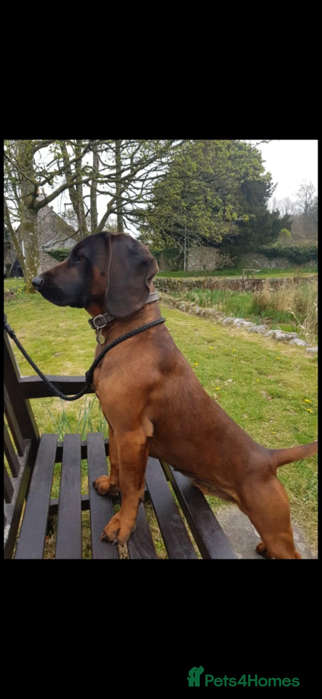 Bavarian Mountain Hound dogs for sale: Bavarian Mountain Hound KC registered  - Advert 8