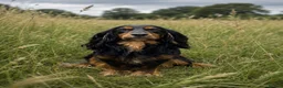 Cocker Spaniel dogs for stud: KC stud dog  - Advert 1