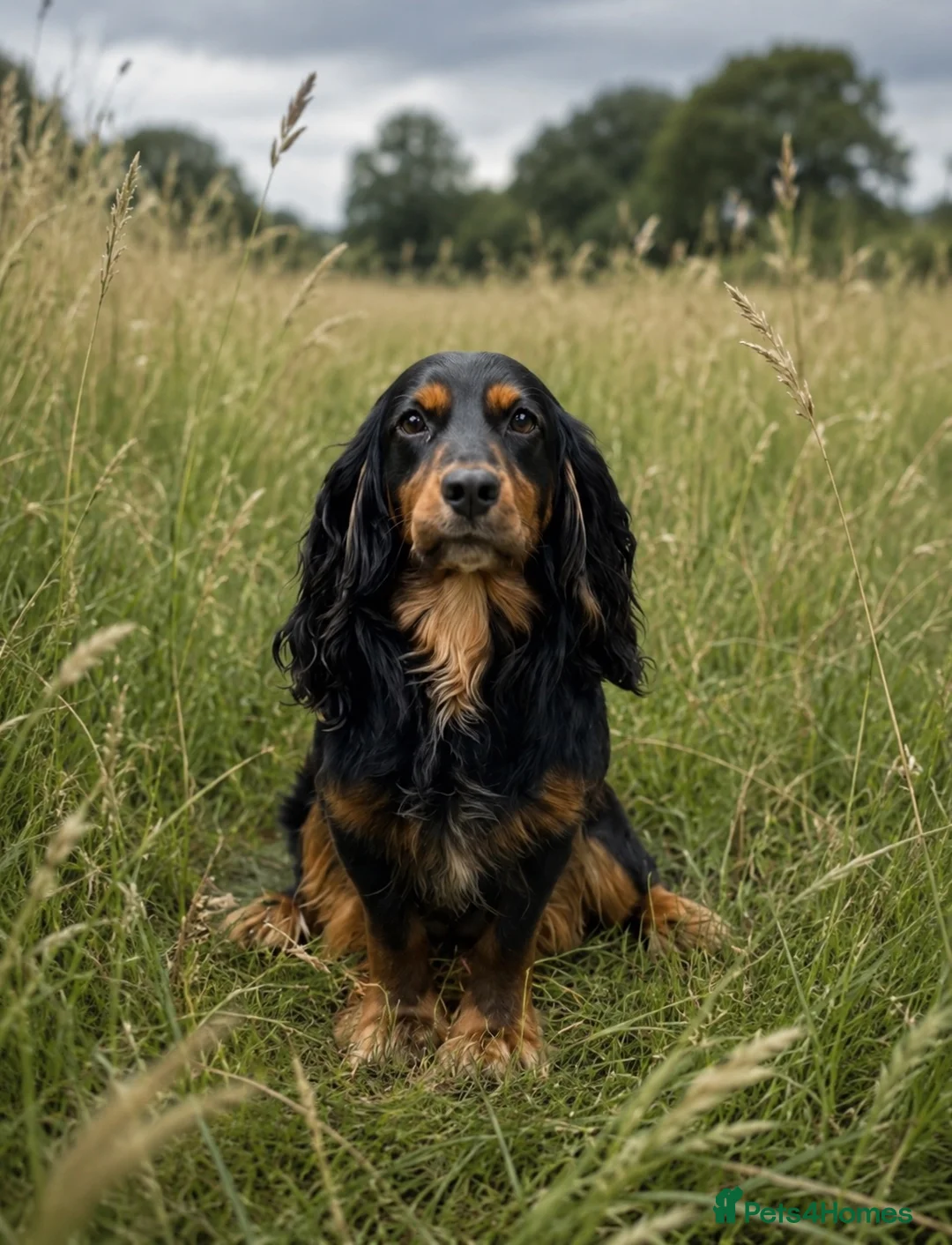 Cocker Spaniel dogs for stud: KC stud dog  - Advert 1
