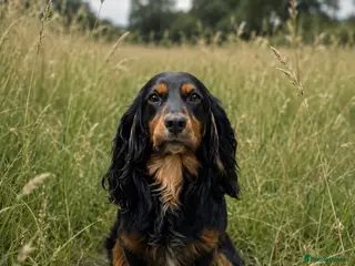 Cocker Spaniel dogs Beech tree buck - Advert 1