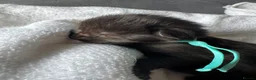Maine Coon cats for sale: Tica registered Adorable Mainecoon Kittens - Advert 8