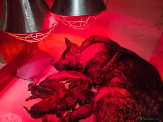 German Shepherd dogs TOP QUALITY KC REGISTERED GSD PUPS - Advert 11