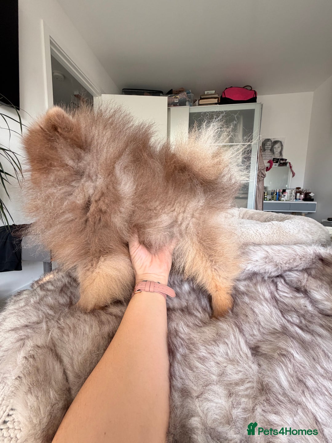 Pomeranian dogs for stud: 🐾✨ ** Lilac Tan Proven Stud Available! ✨🐾 - Advert 19